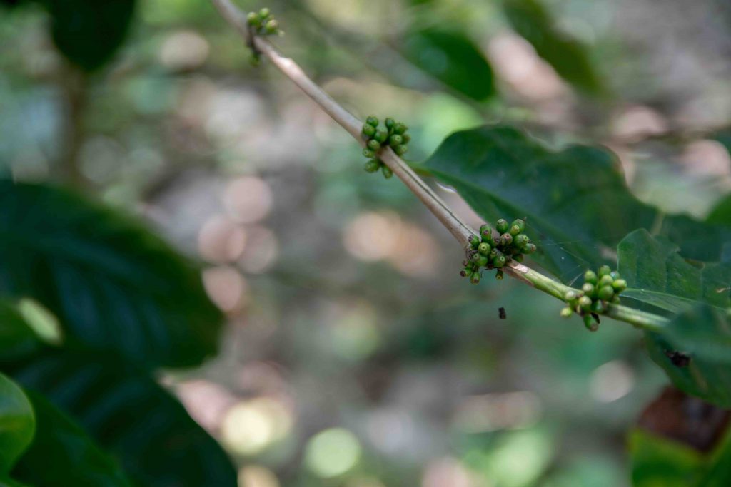 plantation de café à long lan