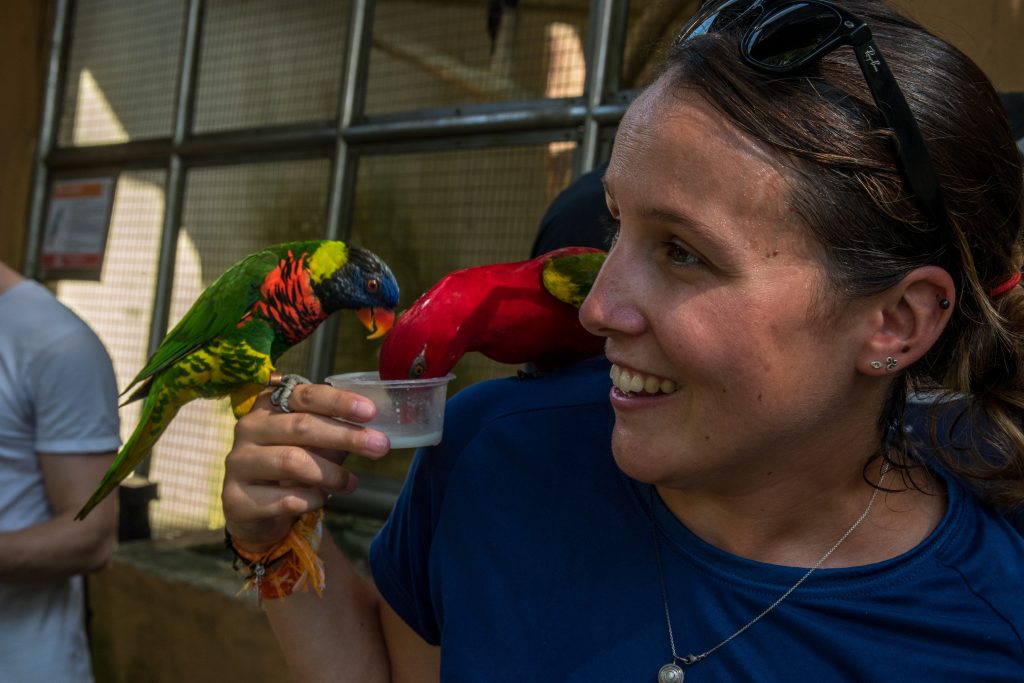 perroquets qui viennent boire du lait dans le parc des oiseaux de Kuala Lumpur en Malaisie