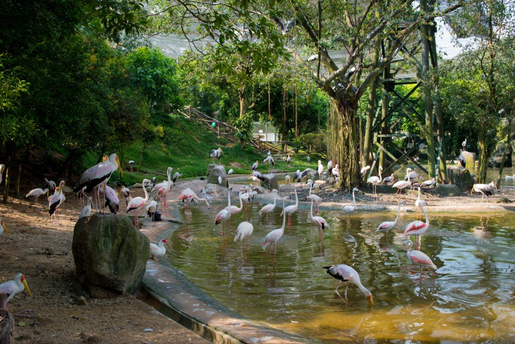 lac aux flamands roses dans le parc des oiseaux de Kuala Lumpur en Malaisie