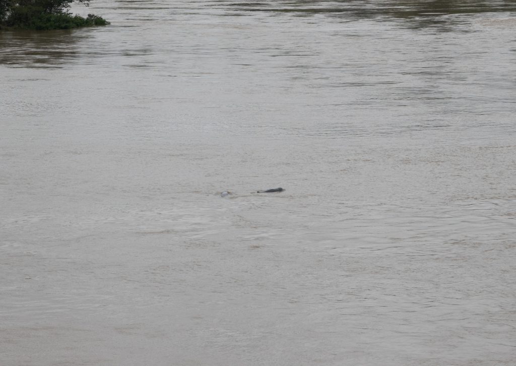 the famous dolphins of freshwater in the South of Laos