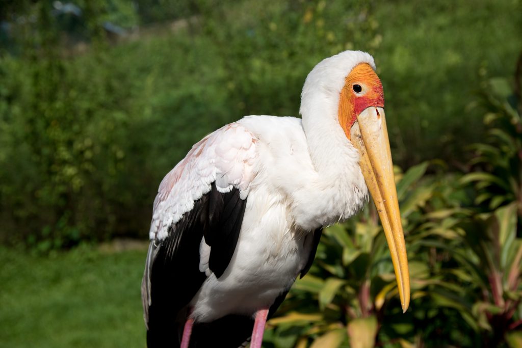 oiseau tout triste du parc des oiseaux de Kuala Lumpur en Malaisie