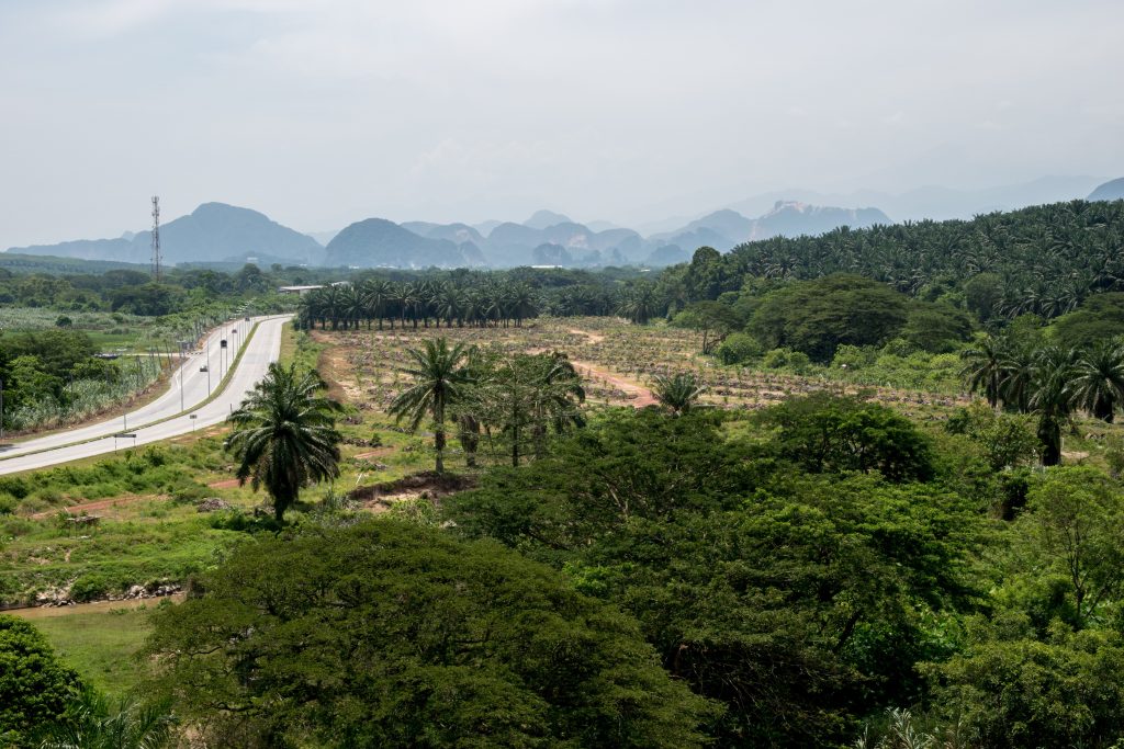 view the palm groves since the Kellie's castle near Ipoh in Malaysia