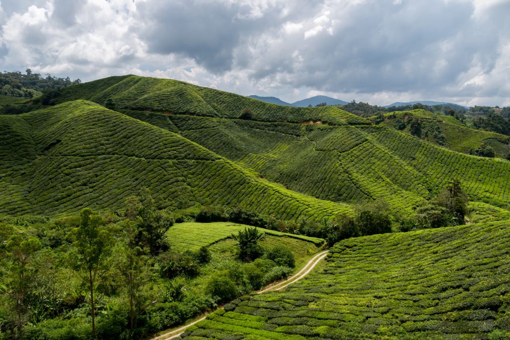 walk through the tea plantation in the Cameron Highlands in Malaysia BOH