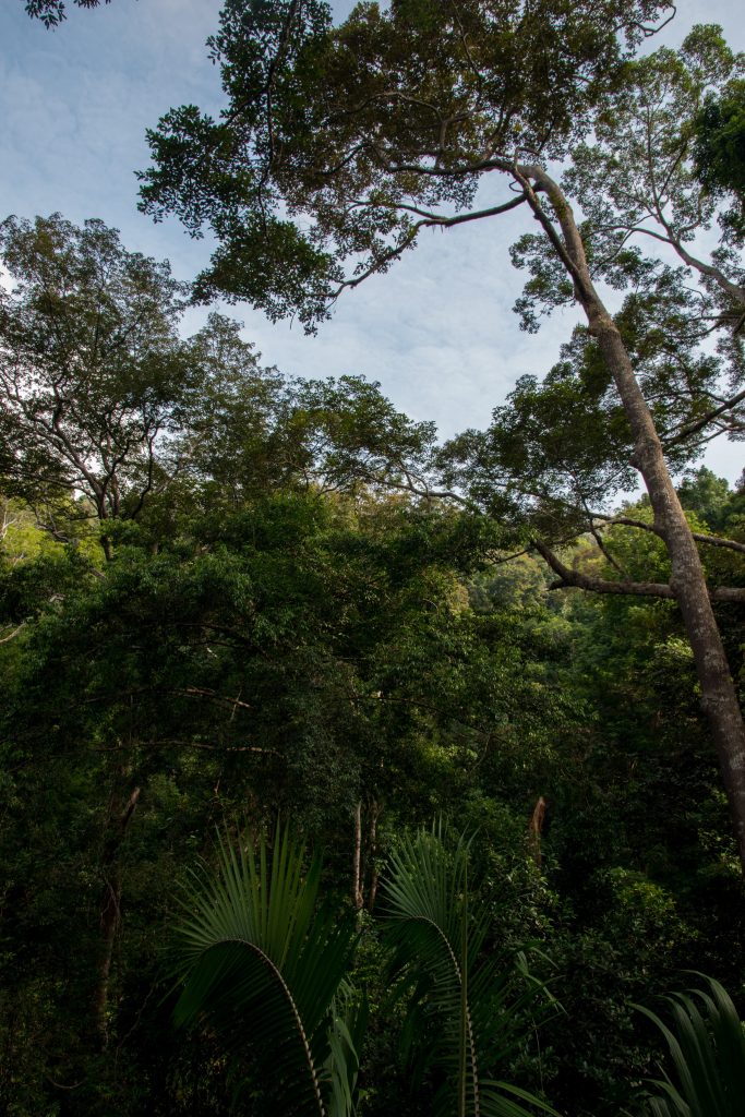balade au milieu de la canopée de la jungle du Taman Negara en Malaisie