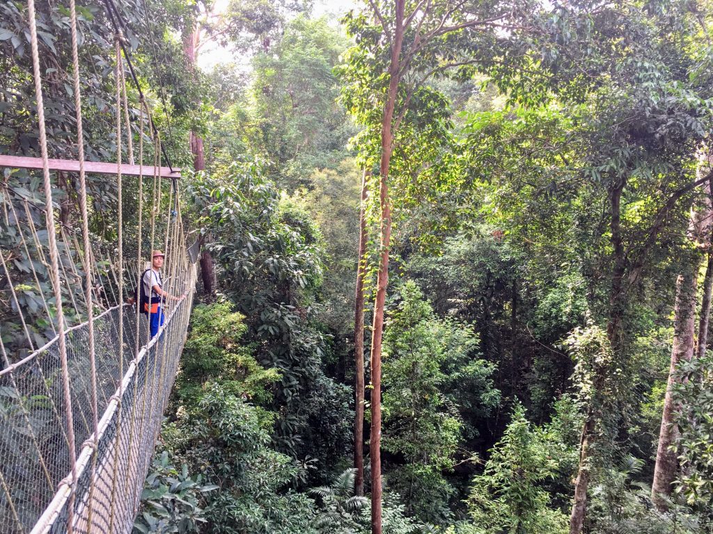 walk in the middle of the canopy of the jungle of the Taman Negara in Malaysia