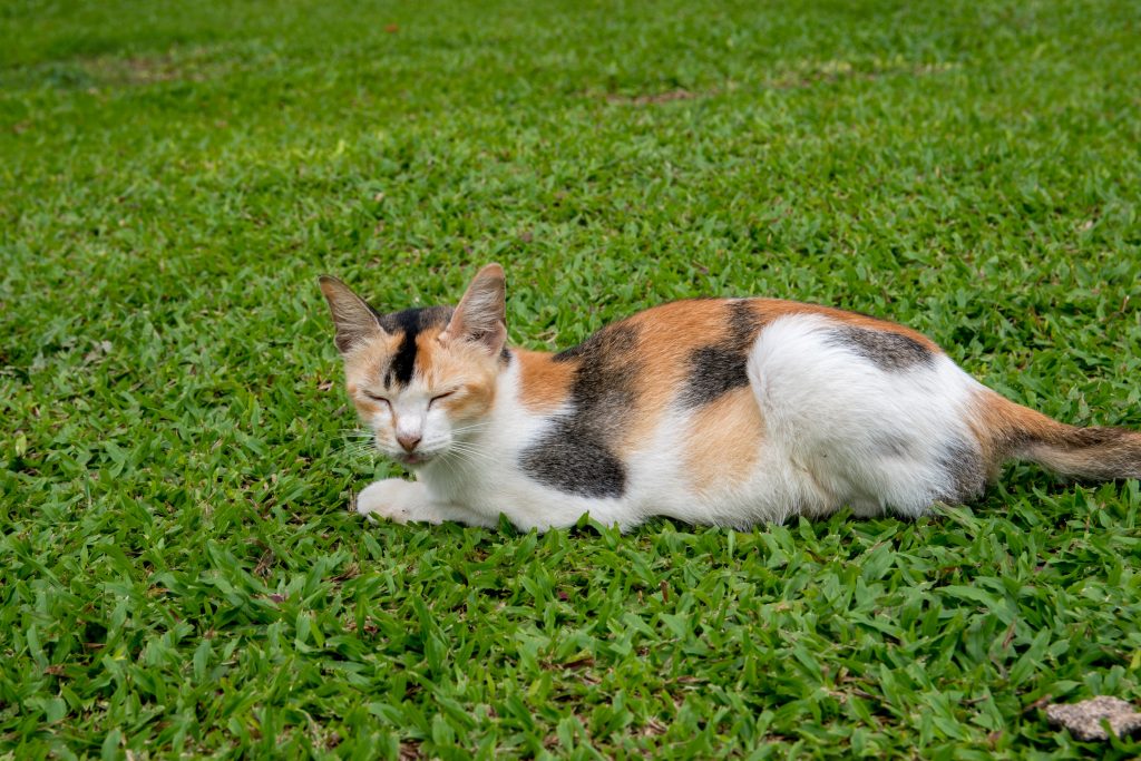 Un chat qui se repose dans les jardins à Melaka en Malaisie