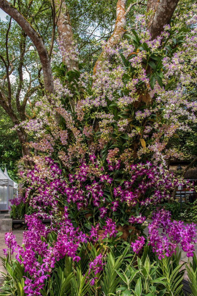 Orchidées du jardin botanique de Singapour