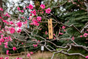 floraison des pruniers dans jardin de Korakuen
