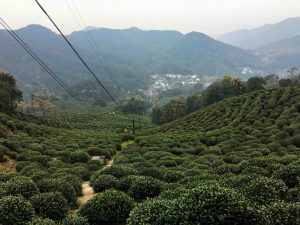 Plantations de thé à Longjing 2