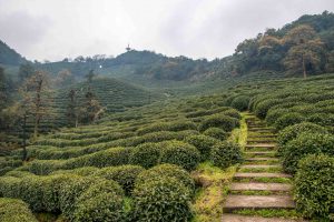 Plantations de thé à Longjing