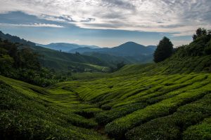 promenade dans les plantations de thé BOH aux Cameron Highlands en Malaisie