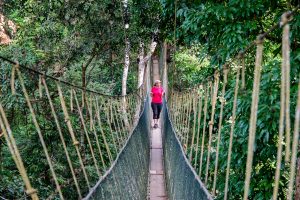 balade au milieu de la canopée de la jungle du Taman Negara en Malaisie