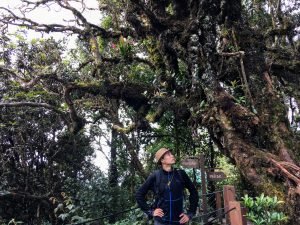 Mossy Forest aux Cameron Highlands en Malaisie