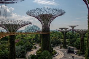 Supertree Grove dans Gardens by the Bay à Singapour